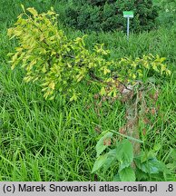 Ulmus minor Viminalis Aurea