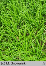 Liriope spicata (liriope kłosowate)