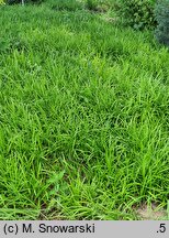 Liriope spicata (liriope kłosowate)