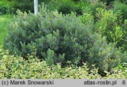 Pinus sylvestris Chantry Blue