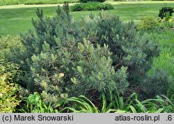 Pinus sylvestris Chantry Blue