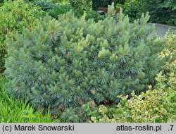 Pinus sylvestris Chantry Blue