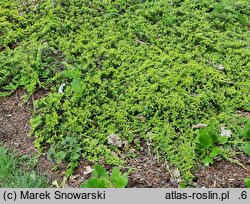 Juniperus horizontalis Mother Lode