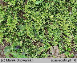 Juniperus horizontalis Mother Lode