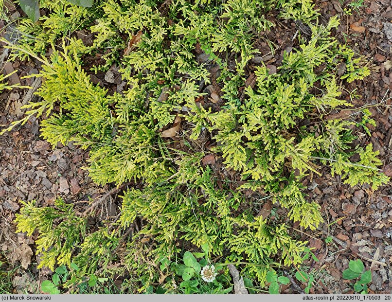 Juniperus horizontalis Mother Lode
