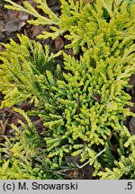 Juniperus horizontalis Mother Lode