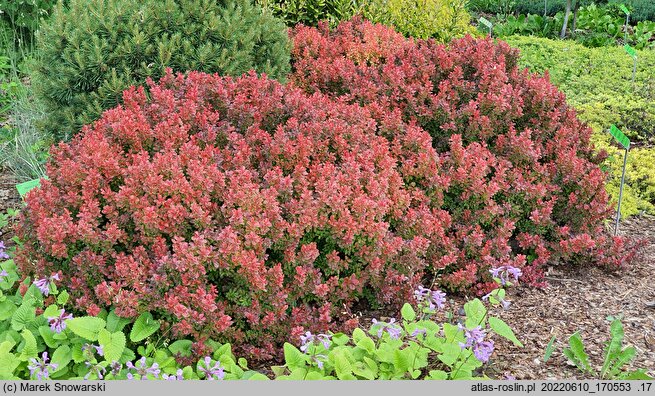Berberis thunbergii Admiration