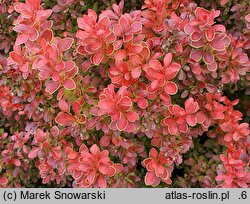 Berberis thunbergii Admiration