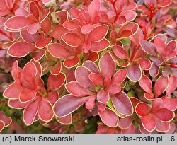 Berberis thunbergii Admiration