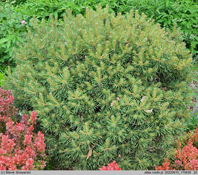 Pinus sylvestris Baba WB