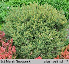Pinus sylvestris Baba WB
