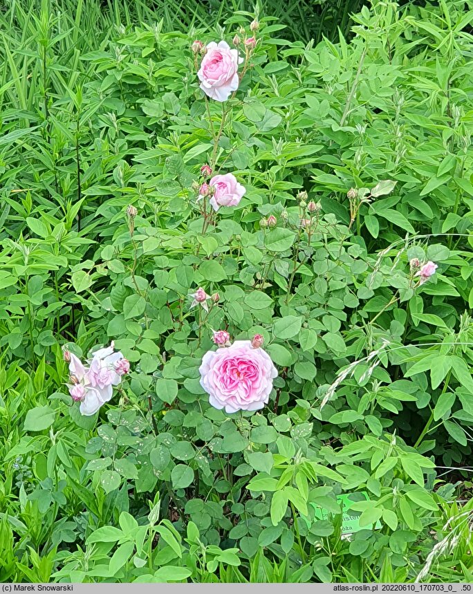 Rosa hort. Cottage Rose
