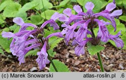 Betonica macrantha Superba