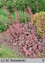 Heuchera Regina