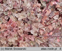 Heuchera Regina