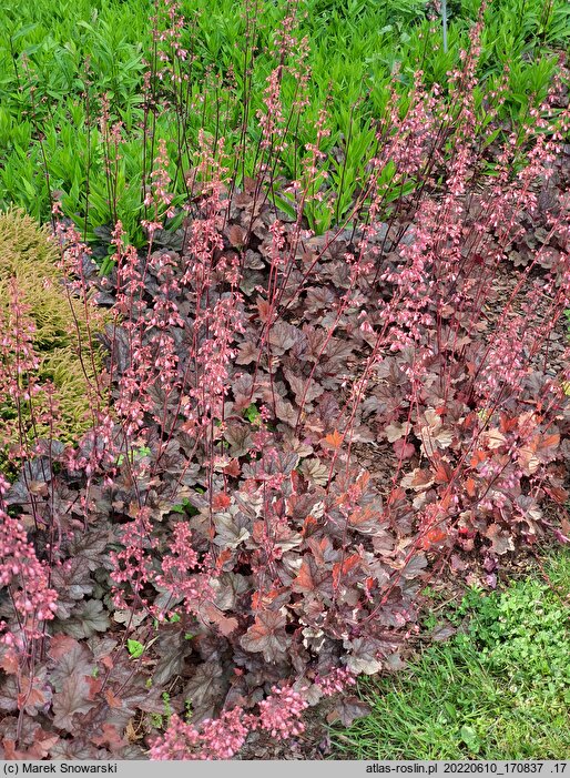 Heuchera Regina