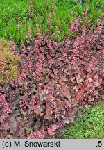 Heuchera Regina