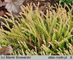 Thuja occidentalis Golden Tuffet