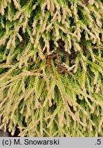 Thuja occidentalis Golden Tuffet