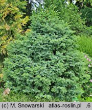 Picea omorika Nana
