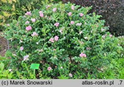 Rosa hort. Dagmar Hastrup