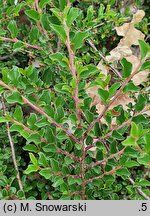 Cotoneaster adpressus (irga położona)