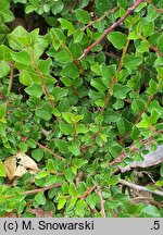 Cotoneaster adpressus (irga położona)