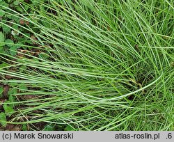 Carex umbrosa ssp. sabynensis Thinny Thin