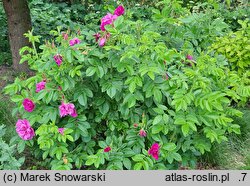 Rosa hort. Hansa
