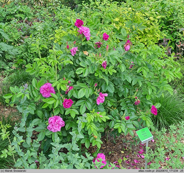 Rosa hort. Hansa
