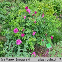 Rosa hort. Hansa