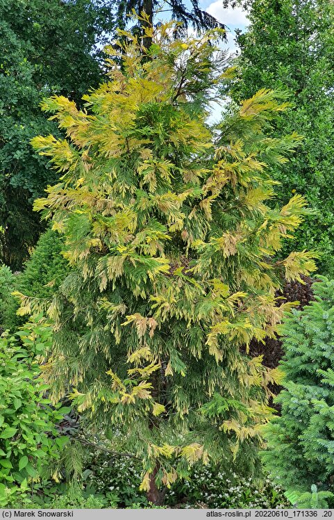 Calocedrus decurrens Aureovariegata