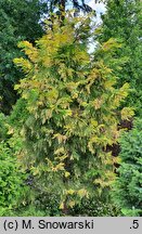 Calocedrus decurrens Aureovariegata