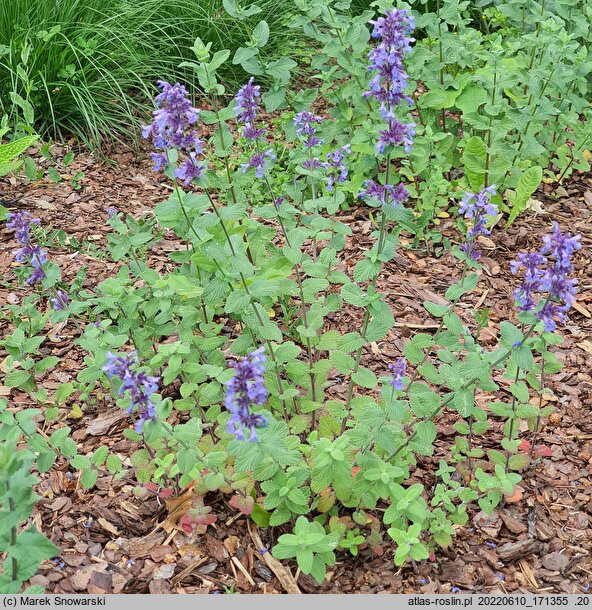 Nepeta grandiflora Bramdean