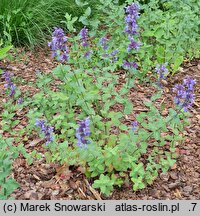 Nepeta grandiflora Bramdean