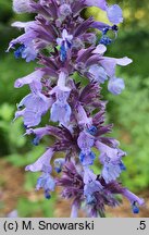 Nepeta grandiflora Bramdean