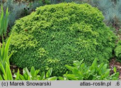 Picea abies Little Gem