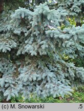 Picea pungens Hoopsii