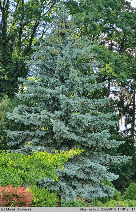 Picea pungens Hoopsii