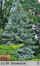 Picea pungens Hoopsii