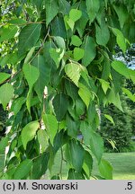Betula utilis ssp. albosinensis (brzoza białochińska)