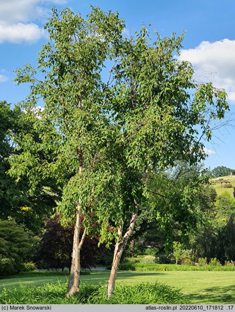 Betula utilis ssp. albosinensis (brzoza białochińska)