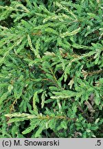 Juniperus communis Spotty Spreader