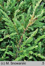Juniperus communis Spotty Spreader