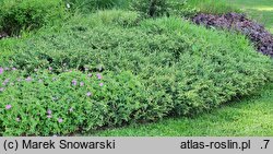 Juniperus communis Spotty Spreader