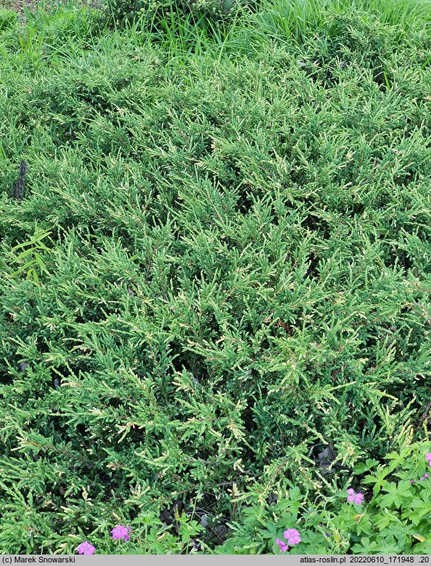 Juniperus communis Spotty Spreader