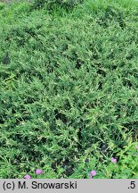 Juniperus communis Spotty Spreader