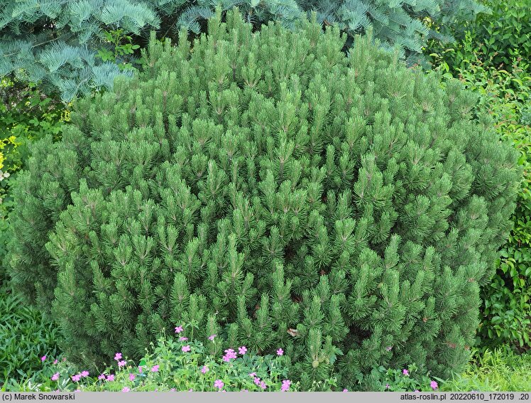 Pinus mugo Mops