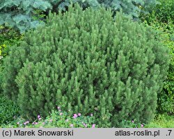 Pinus mugo Mops