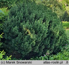 Pinus mugo Mops